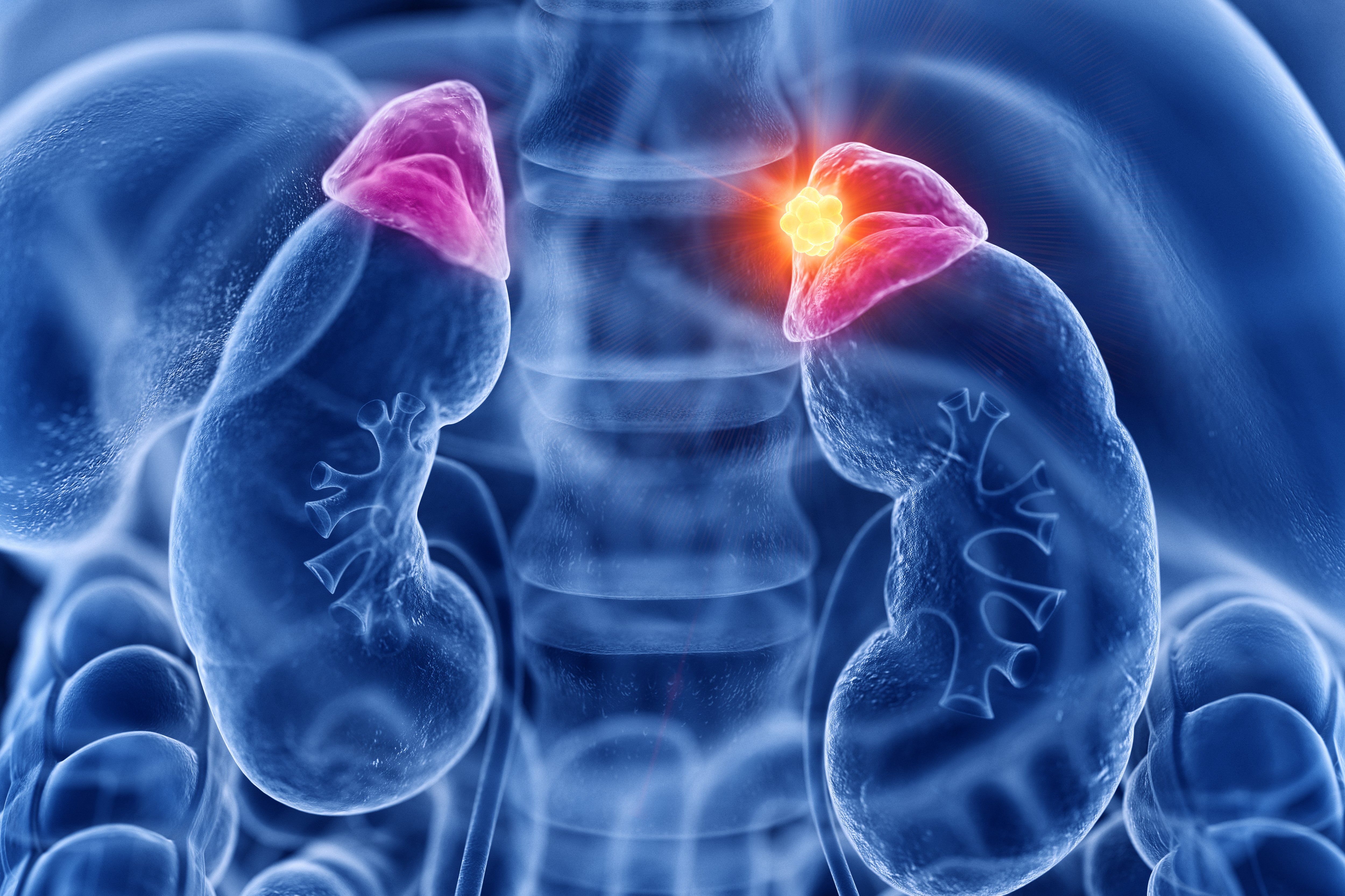 (c) 2019 3dMediSphere/Shutterstock