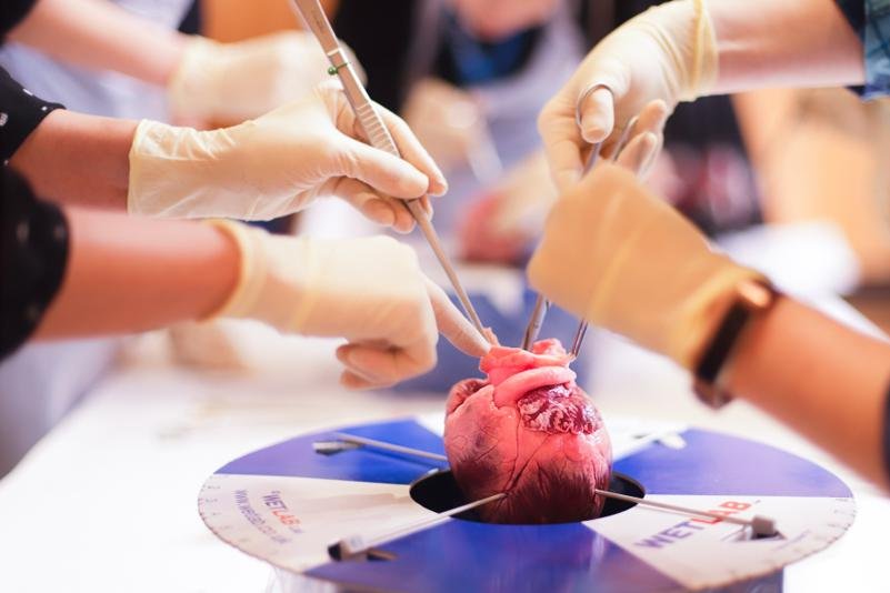 (c)Alexandra Andreeva/MedUni Wien