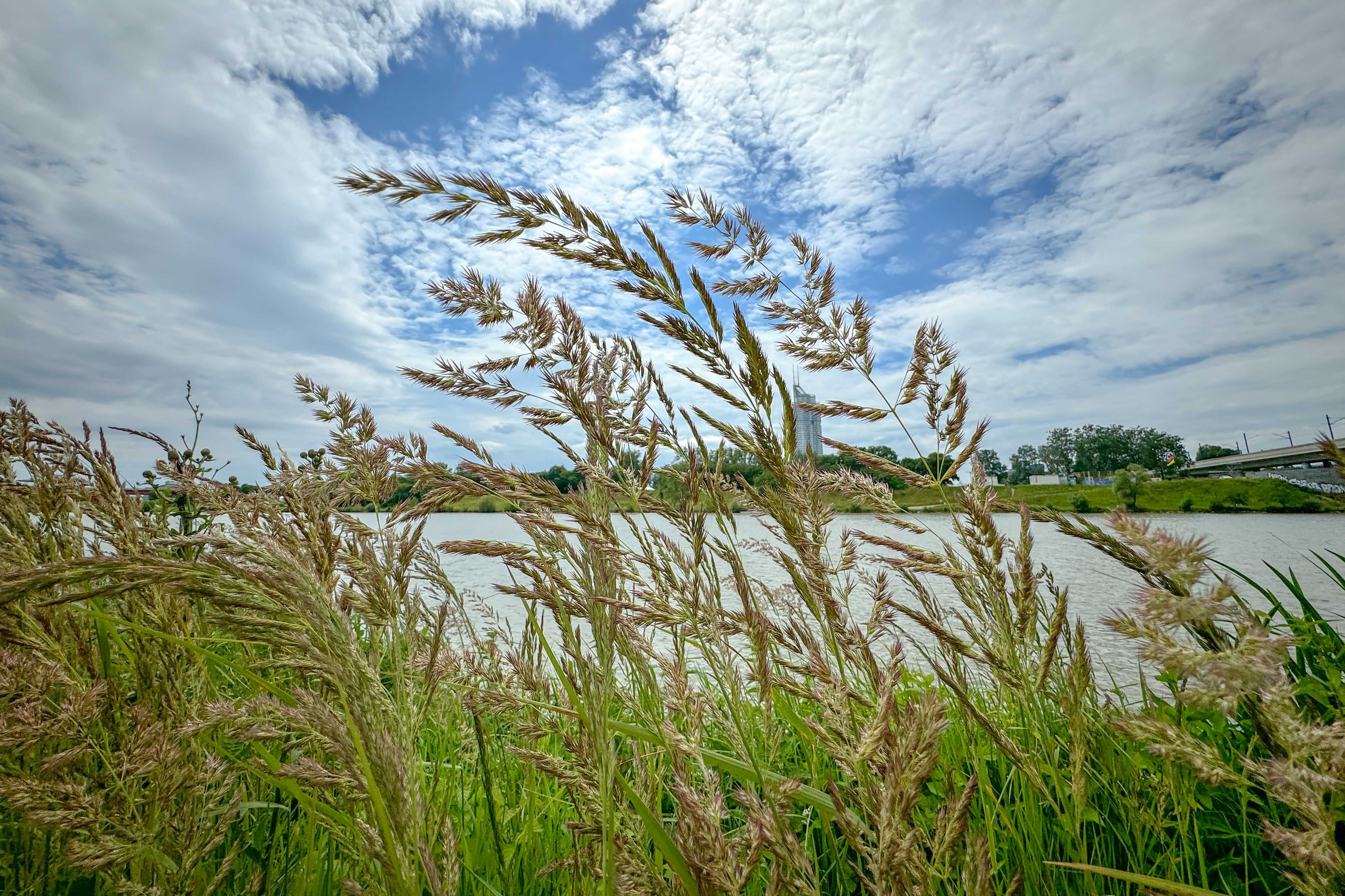 Bild: Pollenservice Wien